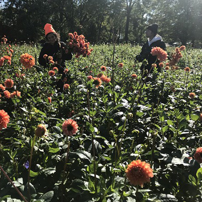 Dahlias from planting to digging